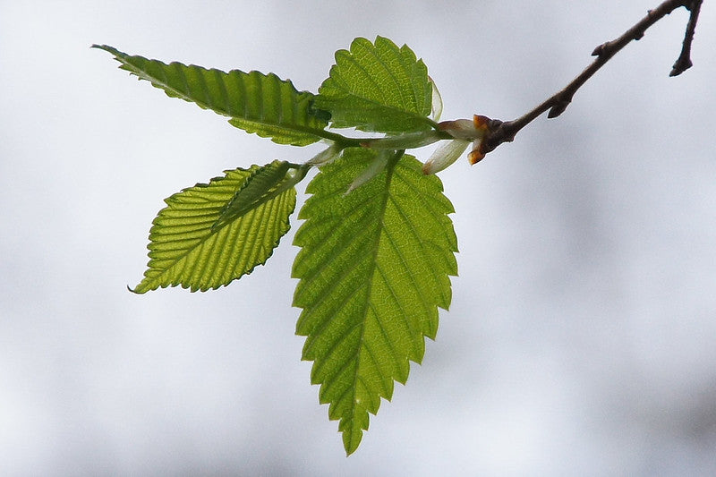 Slippery Elm for Acid Reflux: Know the Facts