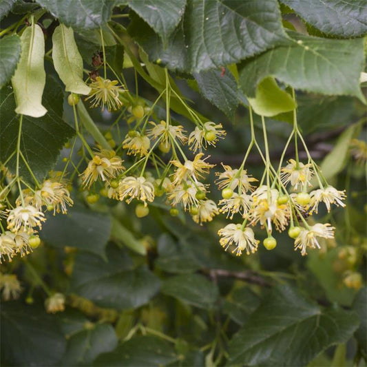 Plant Folklore: Linden