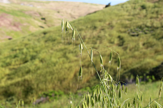 Herb of the Month: Oats (with Gluten-Free Banana Oat Pancake Recipe)