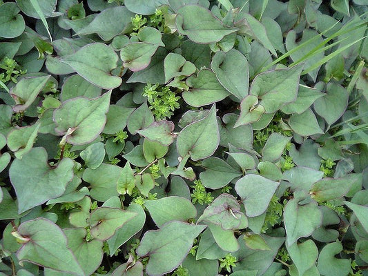 Tincture Blend of the Month: Nourishing Balancer
