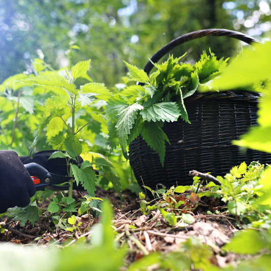 Three Herbs for Allergies