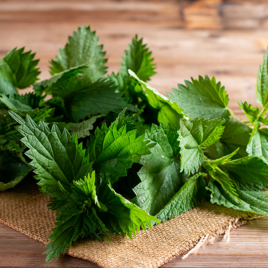 Herb of the Month: Nettle