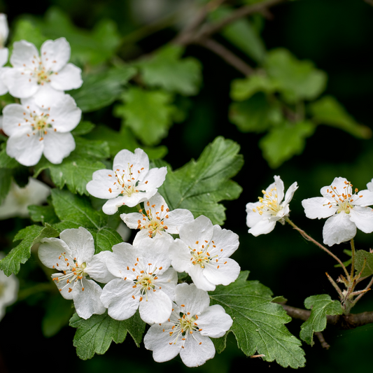 Plant Folklore: Hawthorn