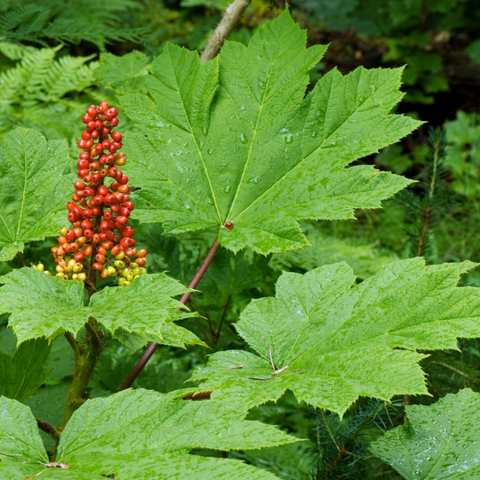 Herbs for Resilience: Devil's Club