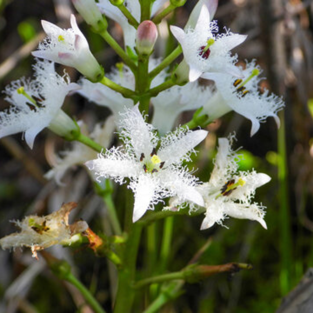 Herb of the Month: Buckbean/Bog Mrytle