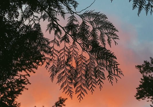 Herb of the Month: Cedar