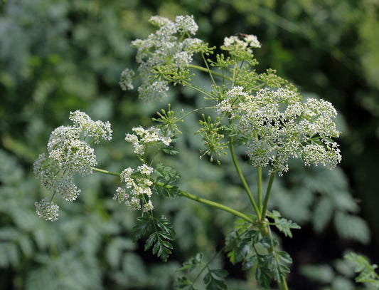 The Poisonous Path: Poison Hemlock