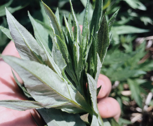 Mugwort Flower Essence with Herbalist Amanda Furbee