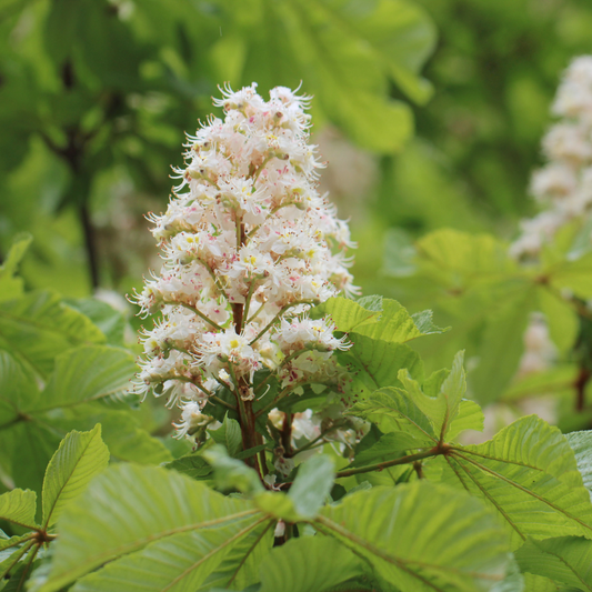 Herb of the Month: Horse Chestnut