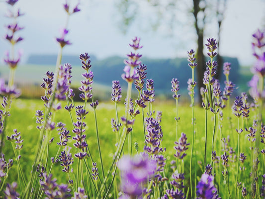 Lavender Flower Essence with Herbalist Amanda Furbee