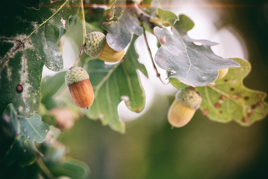 Oak Flower Essence with Amanda Furbee