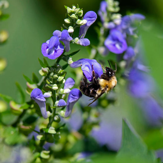 Herbs for Resilience: Skullcap