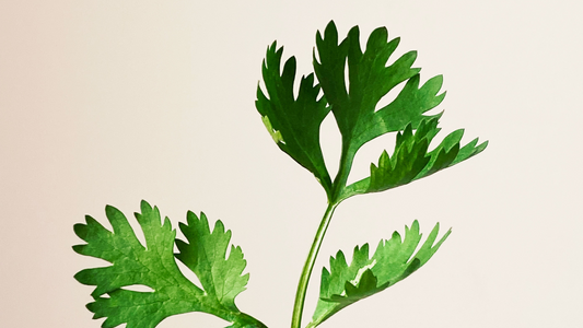 Herb of the Month: Parsley