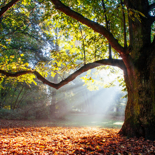 Plant Folklore: Oak