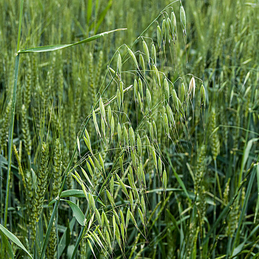 Herbs for Resilience: Milky Oats