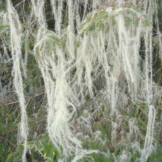 Herb of the Month:Usnea