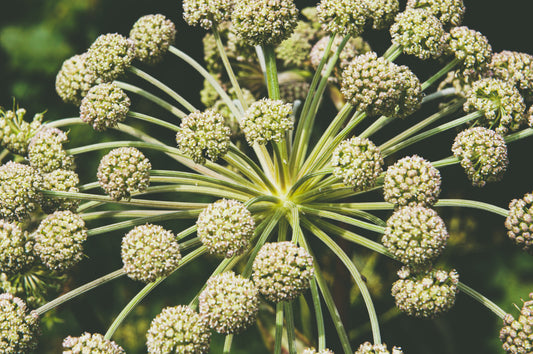 Plant Folklore: Angelica