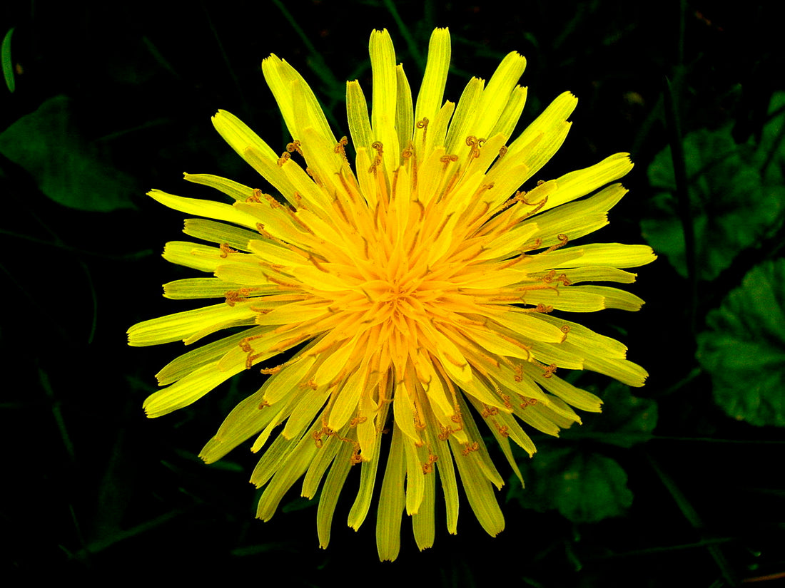 Herb of the Month: Dandelion