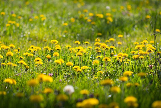Make Your Own: Tincture for Spring Energy