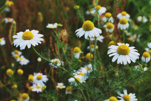 Chamomile Flower Essence with Herbalist Amanda Furbee