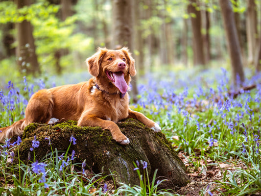 Tincture of the Month: Calm Pet Glycerite