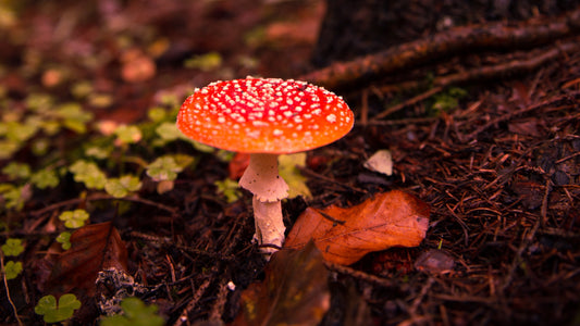 Wheel of the Year: Mabon with a Mulling Spice Recipe