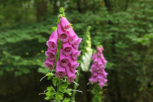 The Poisonous Path: Foxglove