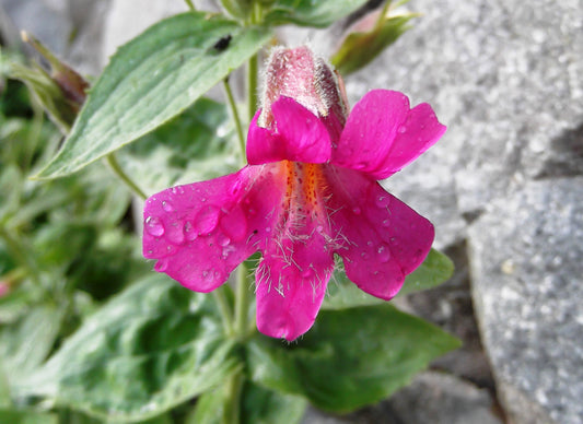 Pink Monkeyflower Essence with Herbalist Amanda Furbee