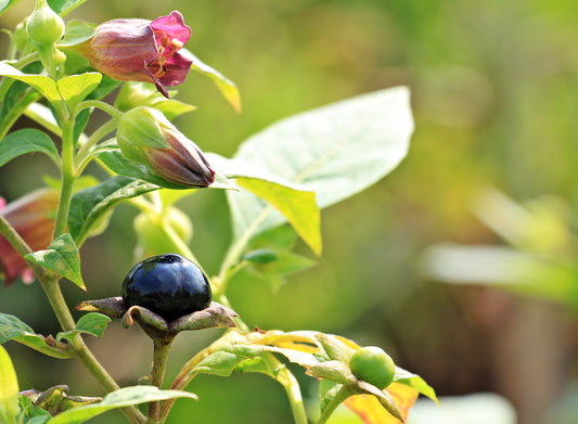 The Poisonous Path: Nightshade