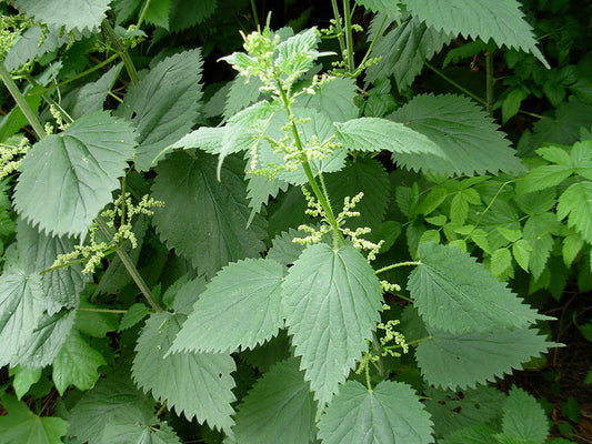 Herb of the Month: Nettles