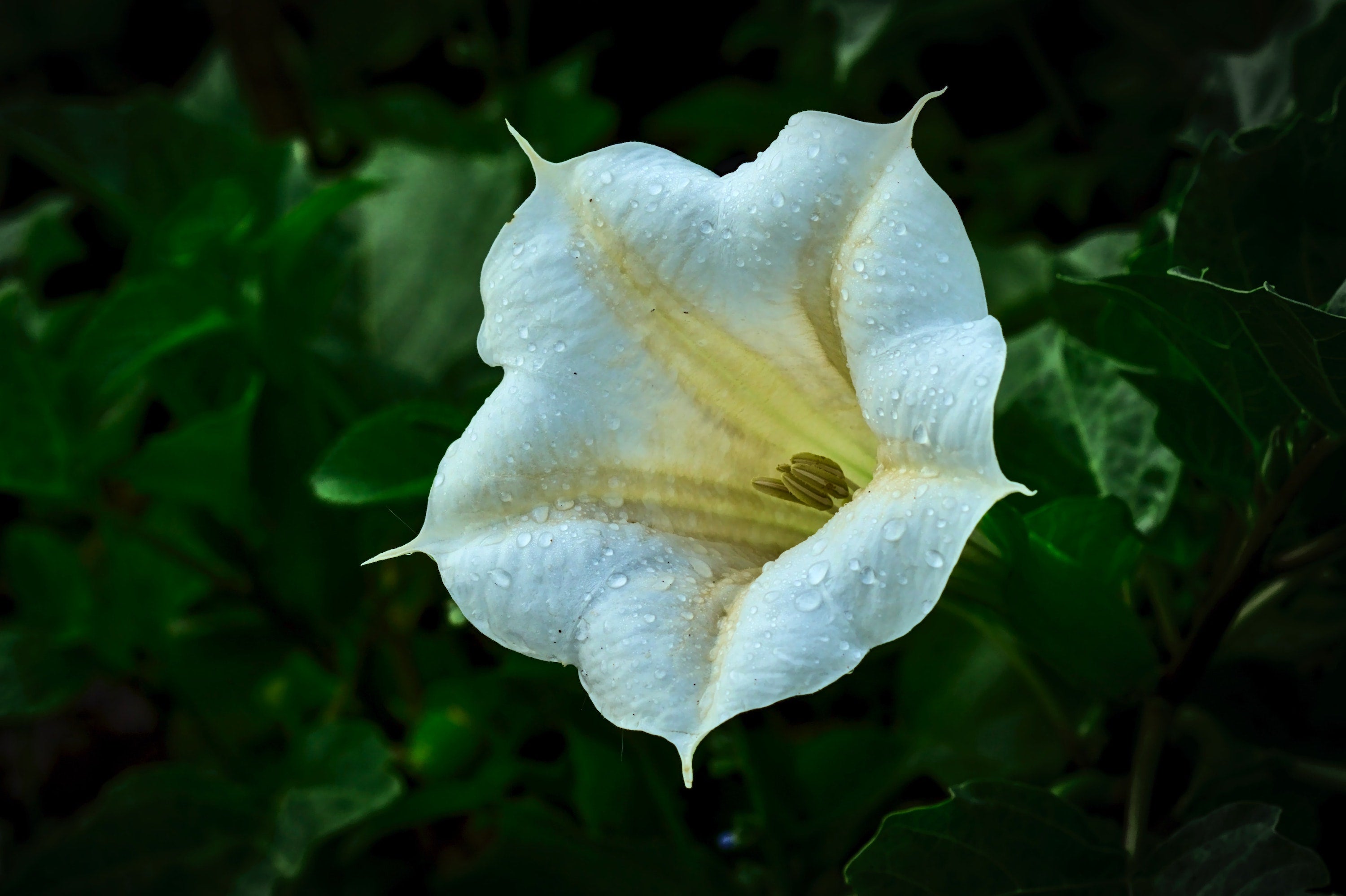 The Poisonous Path: Datura – The Herb Shoppe