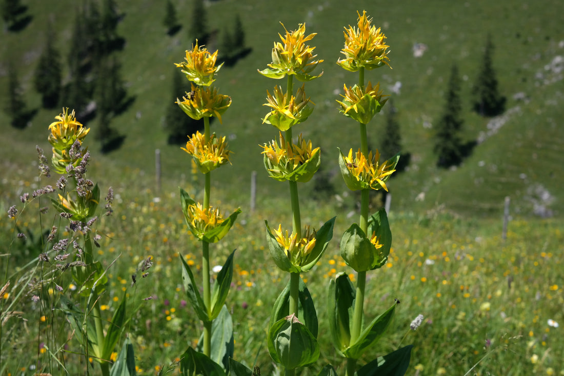 Herb of the Month: Gentian Root (with Bitters Recipe!)