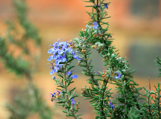 Herb of the Month: Rosemary