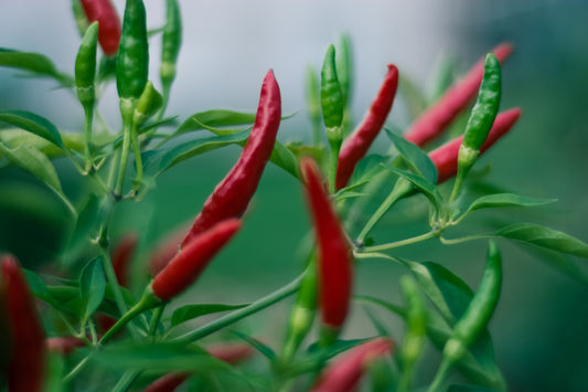 Cayenne Flower Essence with Amanda Furbee