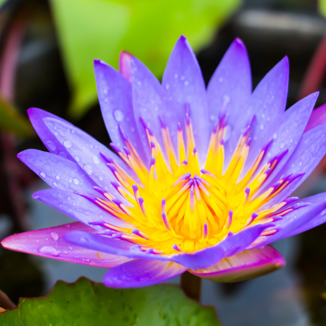 Nymphaea caerulea-Blue Lotus Tincture