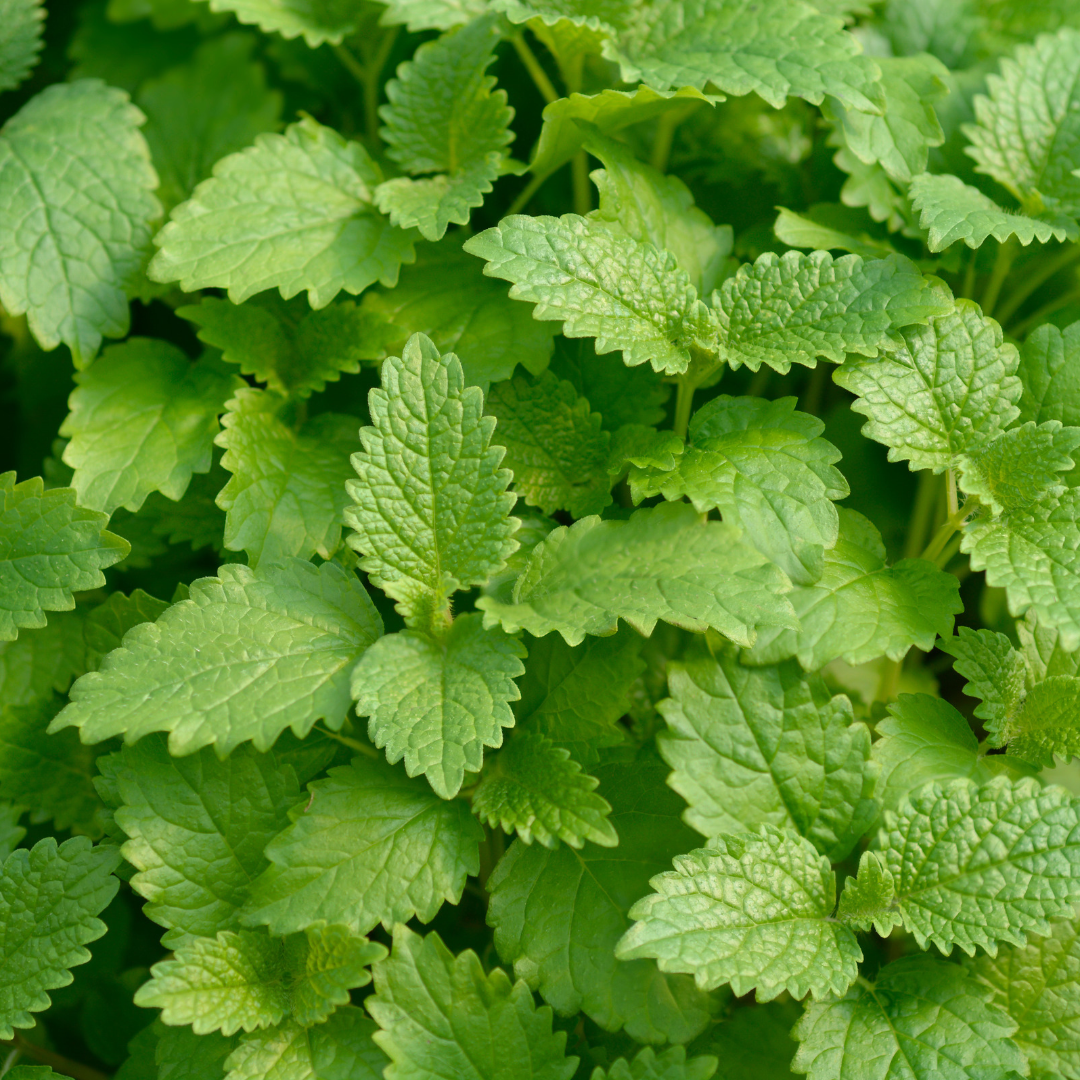 Melissa officinalis- Lemon balm Glycerite