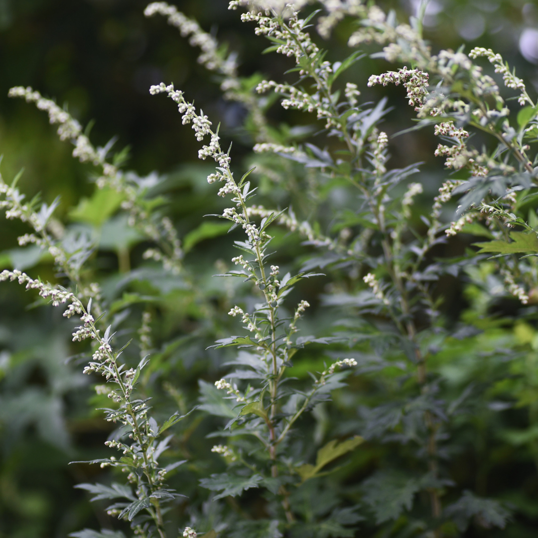 Artemesia vulgaris- Mugwort Glycerite