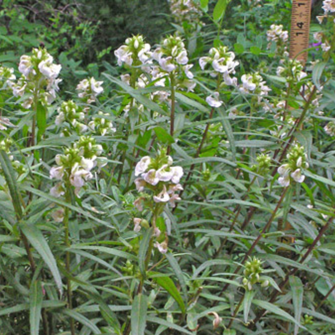 Pedicularis racemosa- Parrots Beak Tincture