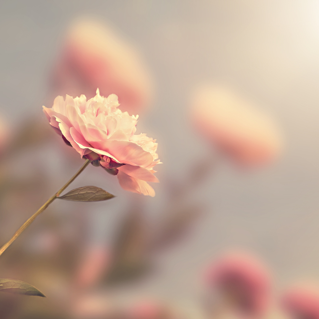 Rose officinalis- Rose Glycerite