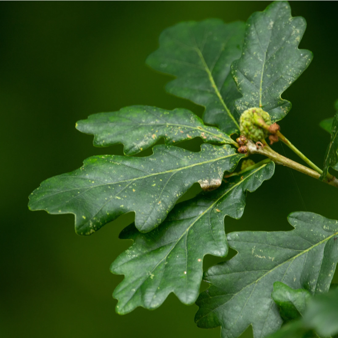 Quercus alba- White Oak Glycerite