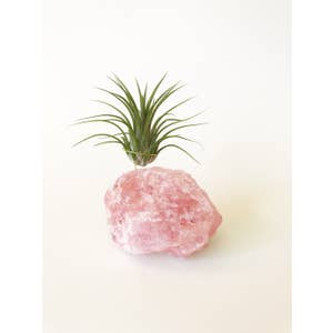 Rose quartz Air plant holder (DISCO)