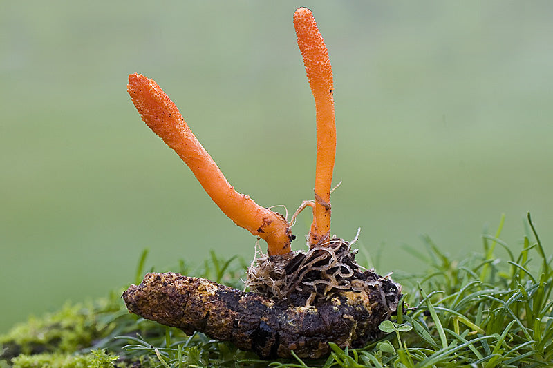 Cordyceps militaris- Cordyceps Mushroom Tincture