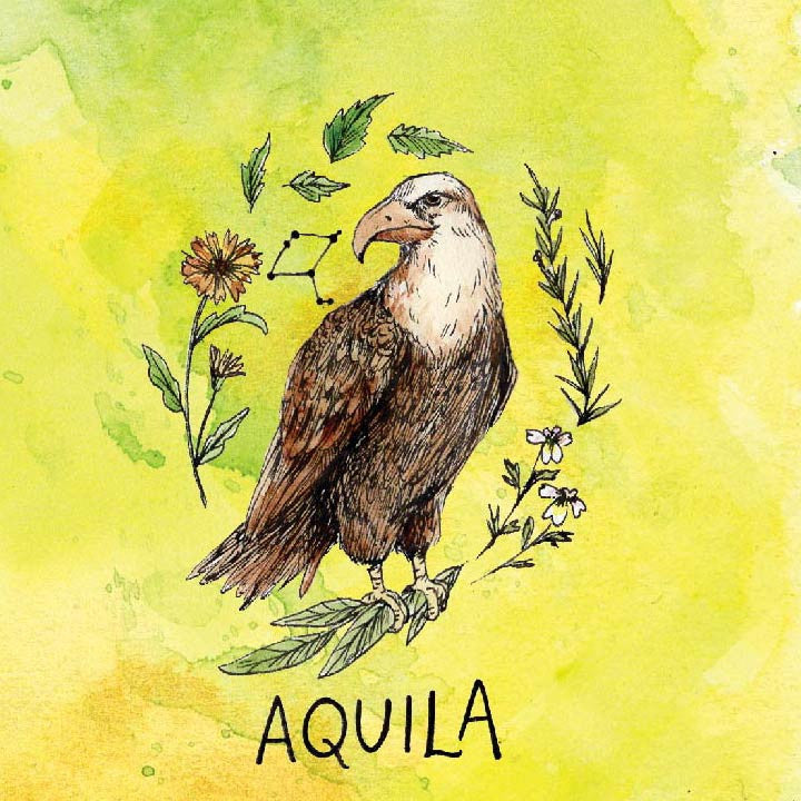 Aquila Allergy Relief Elixir
