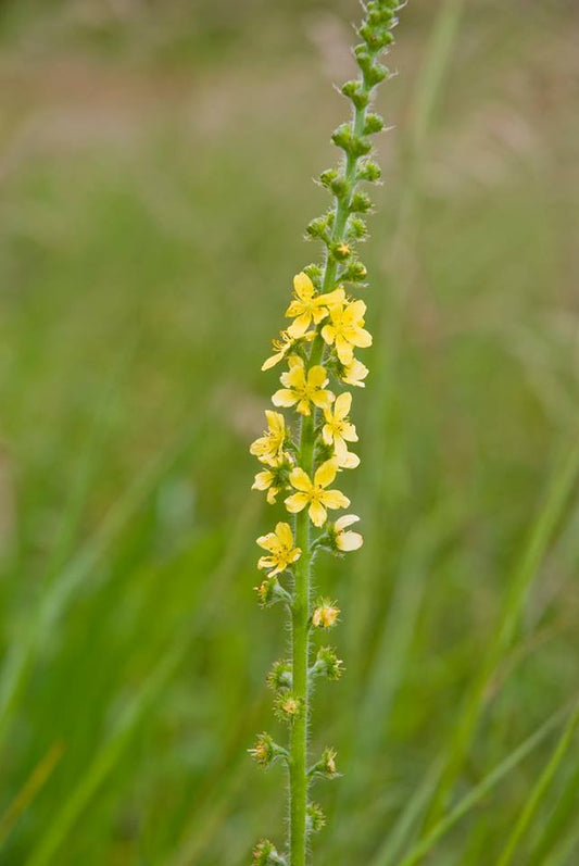 Agrimonia eupatoria - Agrimony tincture