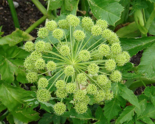 Angelica archangelica- Angelica Root Tincture