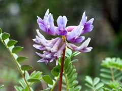 Astragalus membranaceus- Astragalus Root Tincture