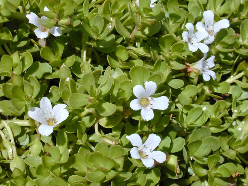 Bacopa monnieri- Bacopa Tincture