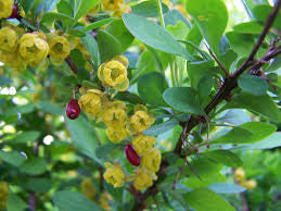 Berberis vulgaris- Barberry Tincture