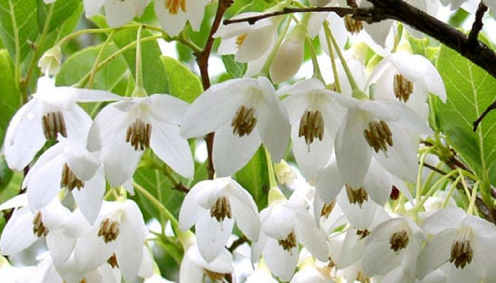 Styrax benzoin- Benzoin Tincture