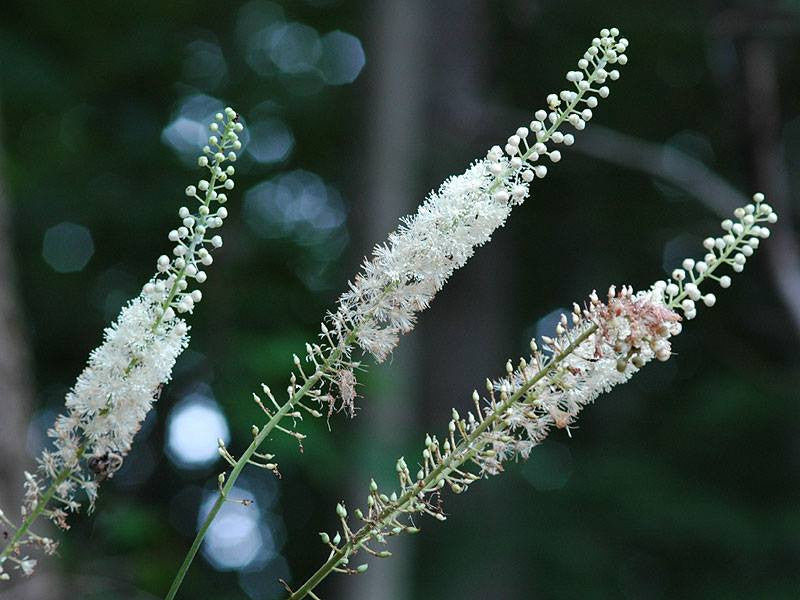 Cimicifuga racemosa- Black Cohosh Root Tincture
